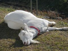［写真］暖かい陽射しの下で足を投げ出し首を伸ばして眠るアラン