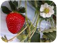 [2025年12月29日のおいＣベリーの様子]