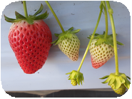 [2026年1月10日のかなみひめの様子]