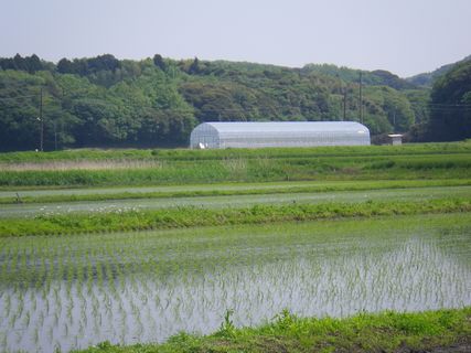 [写真/2012年5月7日時点の農園の様子]
