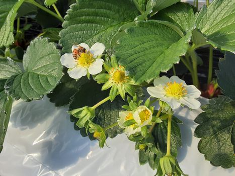 [�ʐ^/2025�N11��30�����_�̔_���̗l�q]