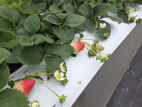 [�ʐ^/2025�N12��20�����_�̔_���̗l�q]