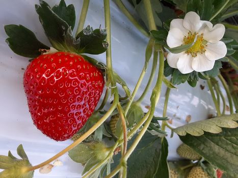 [�ʐ^/2025�N12��29�����_�̔_���̗l�q]