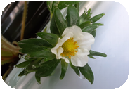 [2025年11月12日の紅ほっぺの様子]