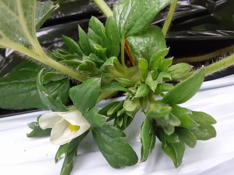 [ʐ^/2025N115_̔_̗lq]